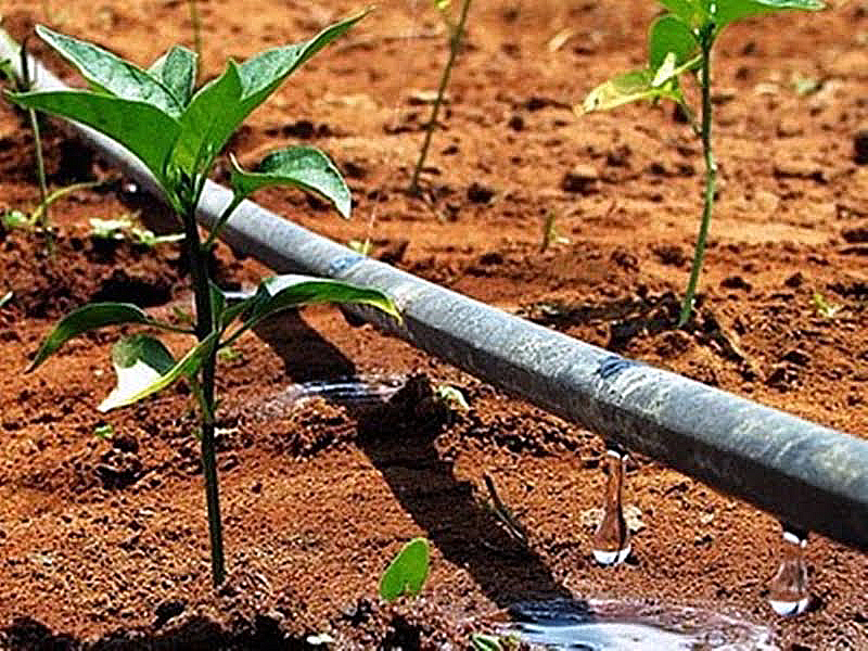 Irrigação por gotejamento dobra produtividade de tomate e reduz custos ...