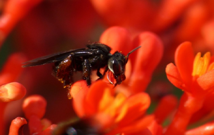 Brasil não sofre com desaparecimento de abelhas