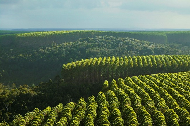 Resultado de imagem para floresta plantada em Minas gerais