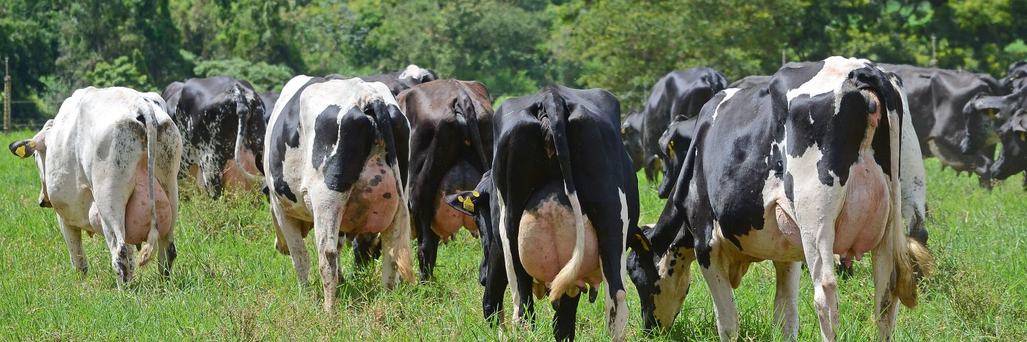 Brucelose Na Pecuaria Leiteira O Que E E Como Prevenir Sociedade Nacional De Agricultura como prevenir