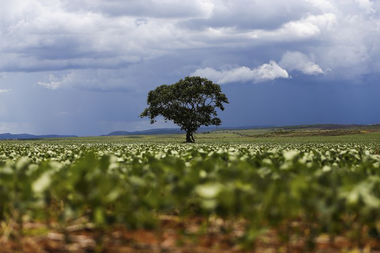 Embrapa lança tecnologia de cultivares de soja resistentes a percevejos