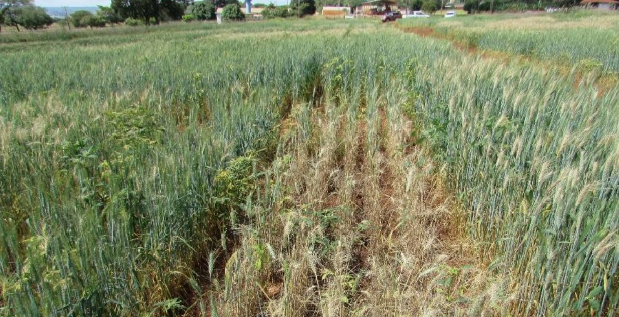 Epidemia de brusone quebra 70% da safrinha de trigo do cerrado