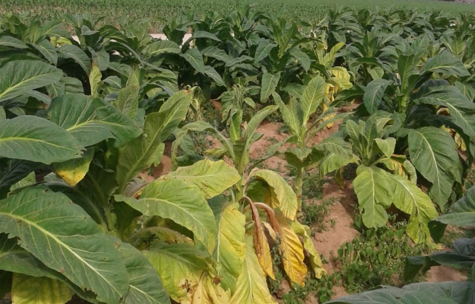 Vírus da batata ataca plantações de fumo no sul de Santa Catarina