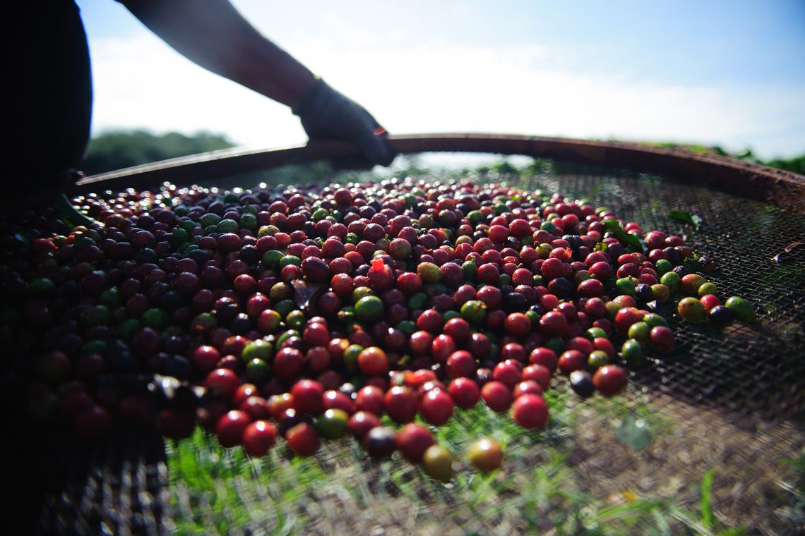 Queda dos preços do café preocupa produtores, apesar do crescimento das exportações