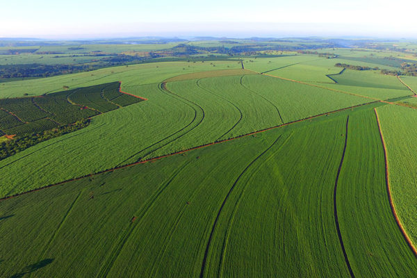 Conab e IBGE divulgam recorde da safra de grãos em 2019 e 2020 – Sociedade  Nacional de Agricultura