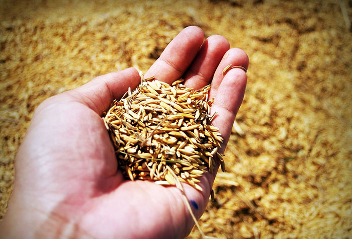 Brasil enviará materiais genéticos da Embrapa para o maior banco mundial de sementes do mundo