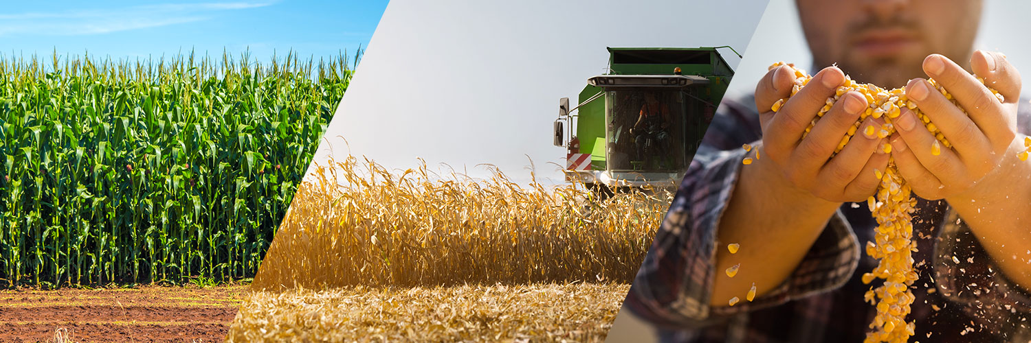 Agronegócio - Sociedade Nacional de Agricultura