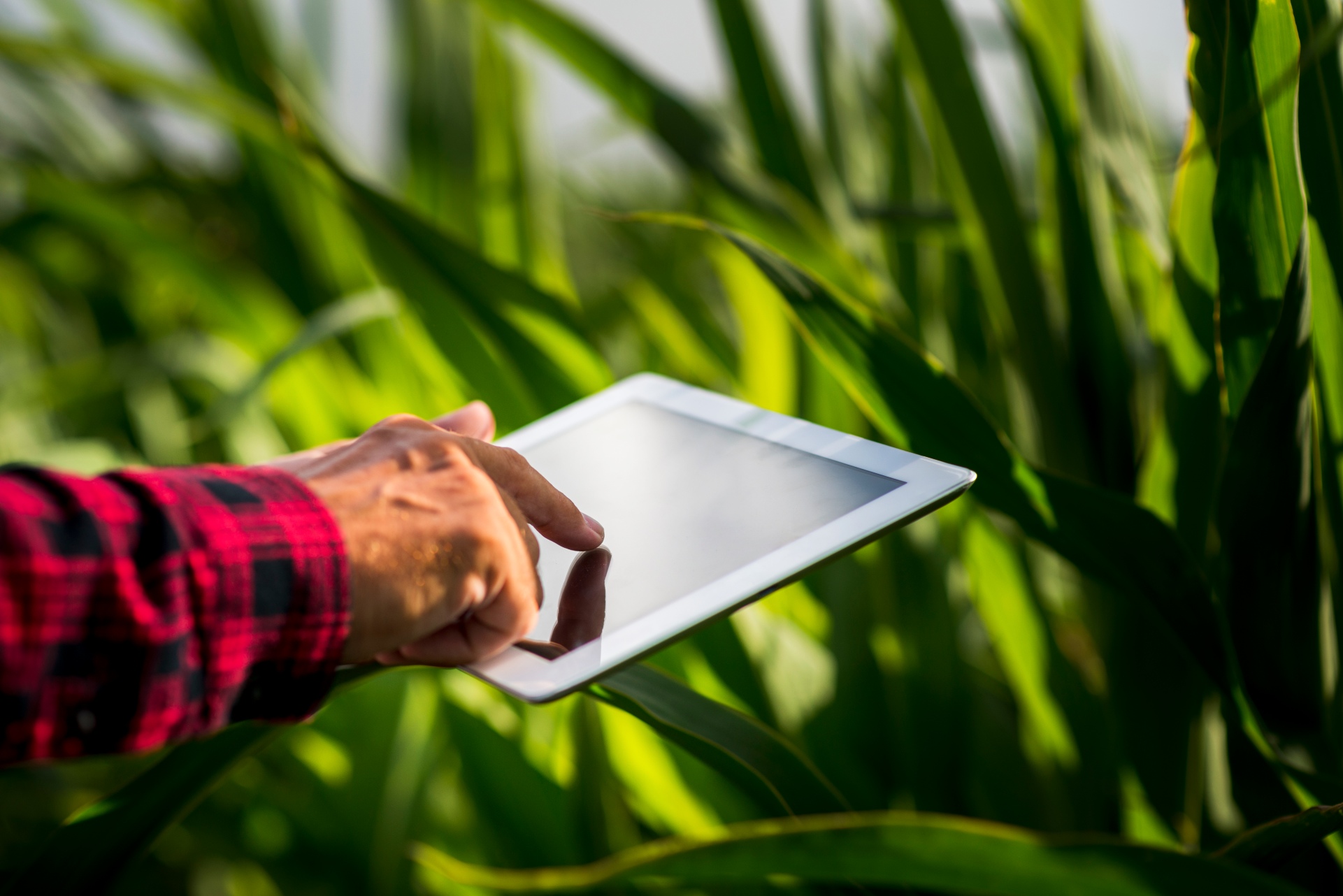 Brasil lidera processo de digitalização no agronegócio, indica pesquisa