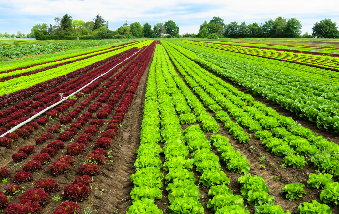 Agricultura regenerativa e manejo biológico favorecem produção em grande escala