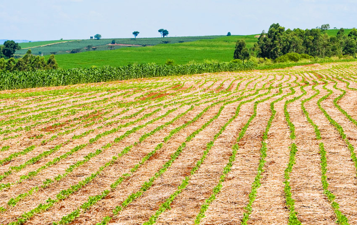 Brasil lidera a produtividade no agro entre 187 países, indica estudo do USDA