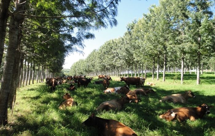 Área com sistemas lavoura-pecuária em Mato Grosso ultrapassa 2.6 milhões de hectares