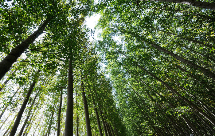 Código Florestal brasileiro completa dez anos
