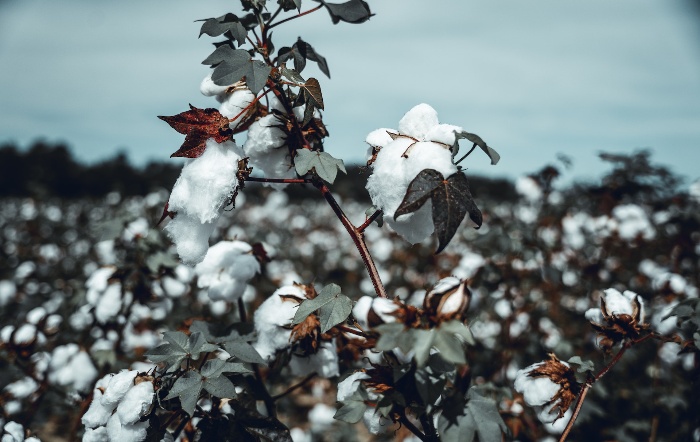 Safra de algodão 2021/2022 aumenta e deve crescer 27% em 2023