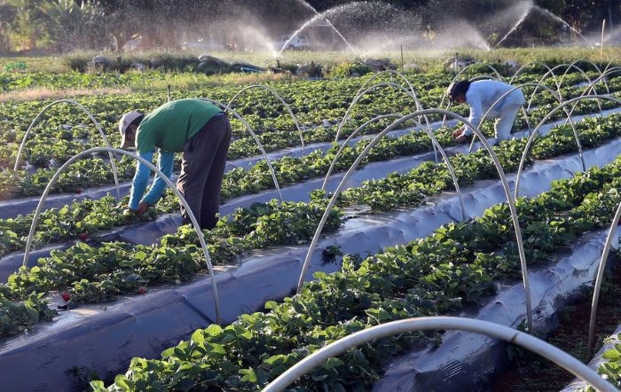 Aumenta o número de empregos no agronegócio brasileiro