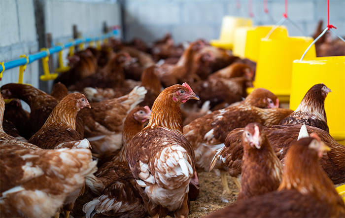 Perspectivas da emergência zoosanitária em função da gripe aviária