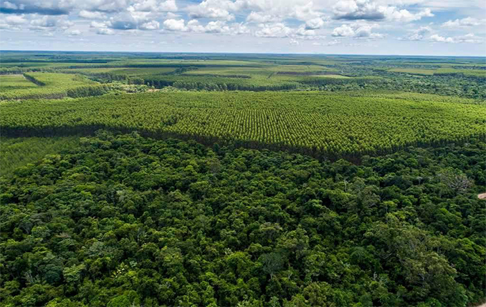 Setor florestal divulga relatório global de progresso de sustentabilidade
