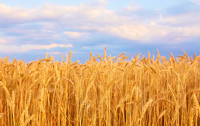 Brasil e EUA em queda na produção de trigo
