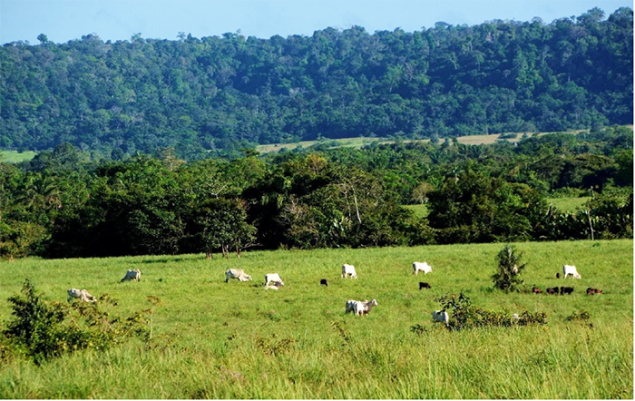 TerrAmaz: Pecuária sustentável e regeneração da Floresta Amazônica