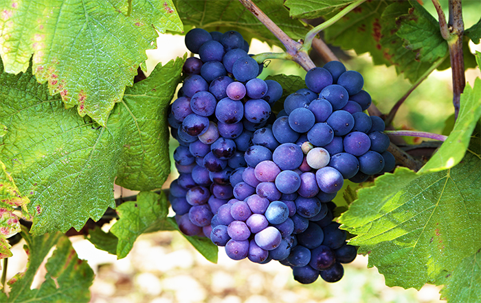 Viticultura: 95% de toda a uva de mesa exportada pelo Brasil sai do Vale do São Francisco