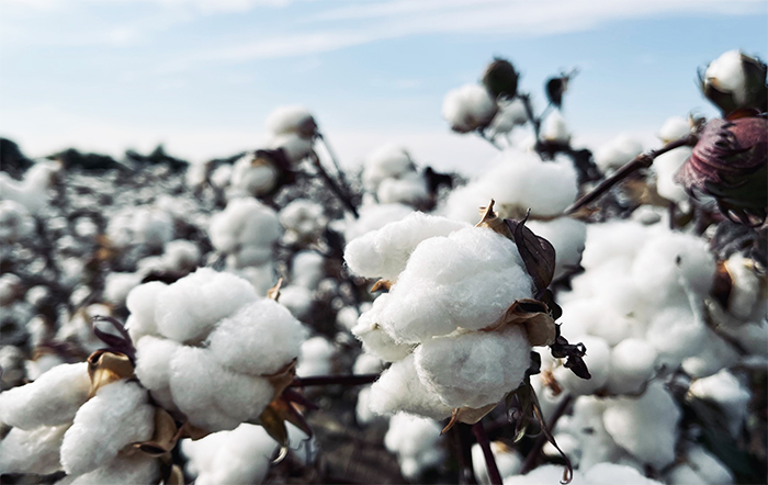 Preços do algodão seguem firmes no Brasil