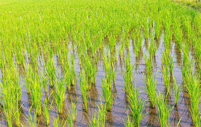 Inundações na China atingem lavouras de arroz e milho e aumentam temor de inflação dos alimentos