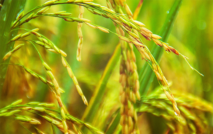 Chuvas na China complicam cenário mundial do arroz