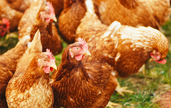Relatório britânico propõe caminhos para conviver com o risco (agora permanente) da gripe aviária
