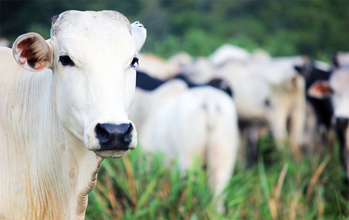 Indonésia dá boas-vindas à importação de carne bovina brasileira
