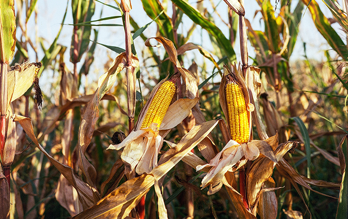 Áreas de milho e soja em Ohio e Dakota têm produtividade maior em relação à 2022