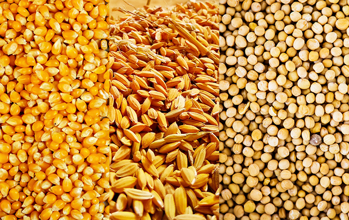 Estimativa é de produção recorde de soja, milho, trigo, sorgo e algodão em 2023