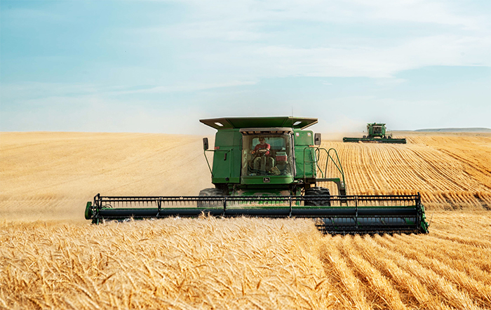 Trigo: Preços do trigo despencam neste fim de mês