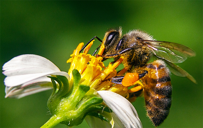 Produtores rurais de Mato Grosso usam abelhas para elevar produtividade