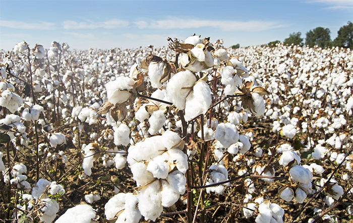 Exportação de algodão do Brasil deve ser recorde para setembro; ANEA estima liderança global