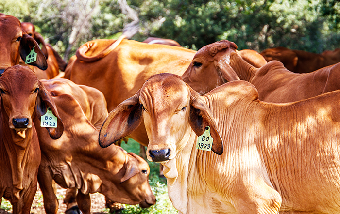Boi: Carne bovina nunca esteve tão mais cara que boi para abate