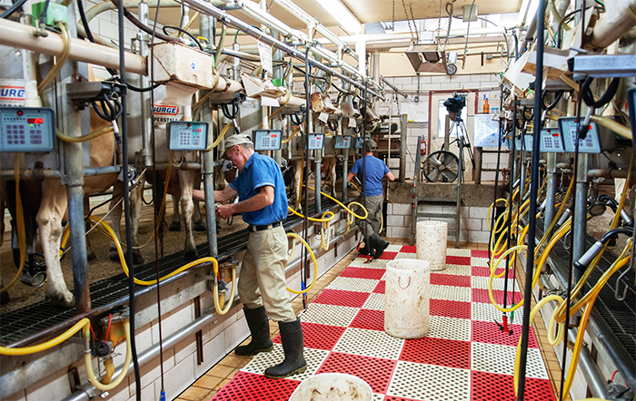 Custo de produção de leite tem queda de 0,20% em agosto