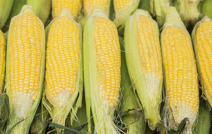 Consumo de milho para a produção de etanol deve aumentar 25% na safra 2023/24