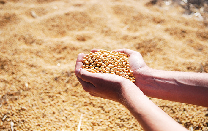 CNA: Setores do milho e da soja do Brasil, Argentina e Paraguai divulgam manifesto contra o Green Deal da EU