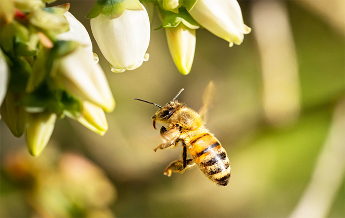 Polinizadores naturais, abelhas são fundamentais para a agricultura e correm risco com as mudanças climáticas
