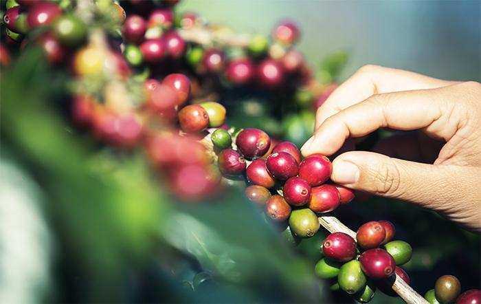 Maior produtor de café do Brasil, Minas Gerais ganhará centro de formação em cafeicultura