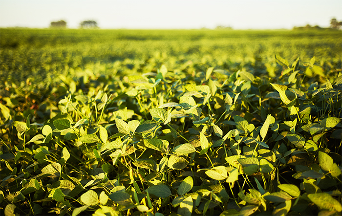 Soja fechou em alta com o mercado focado na colheita nos EUA e no plantio do Brasil
