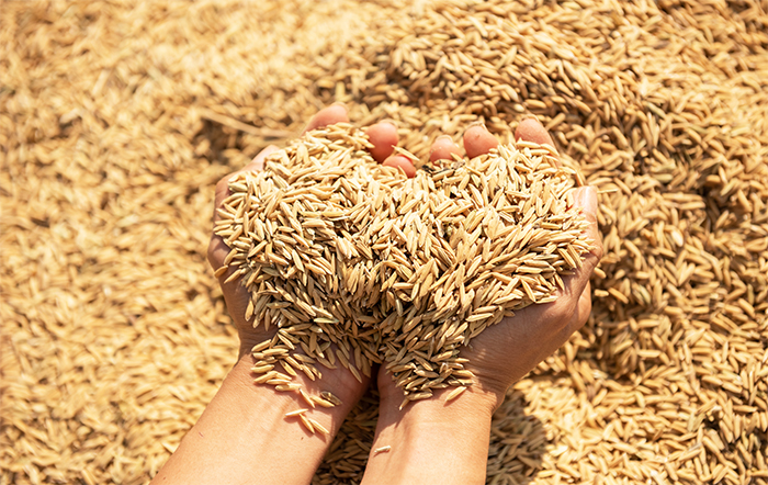 Exportações de arroz totalizaram 203.800 toneladas em outubro