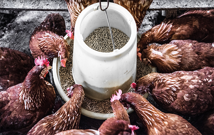 Frango: Cai o poder de compra do avicultor em relação ao farelo de soja