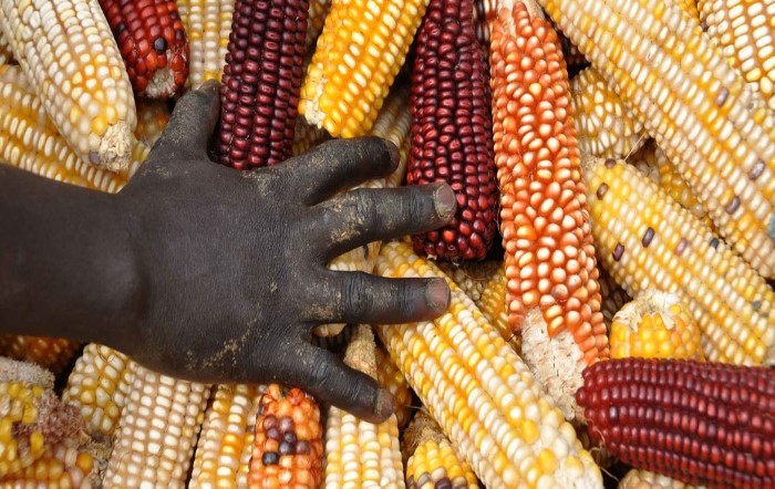 Preço de commodities alimentares caem em outubro, aponta FAO
