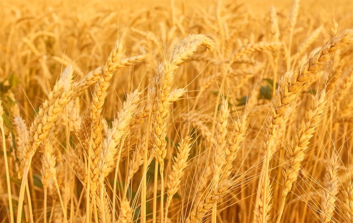 Conab já comprou 424.000 toneladas de trigo