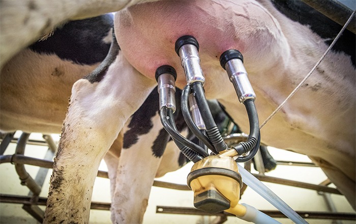 Abraleite pretende aumentar produção sustentável de leite em 2024