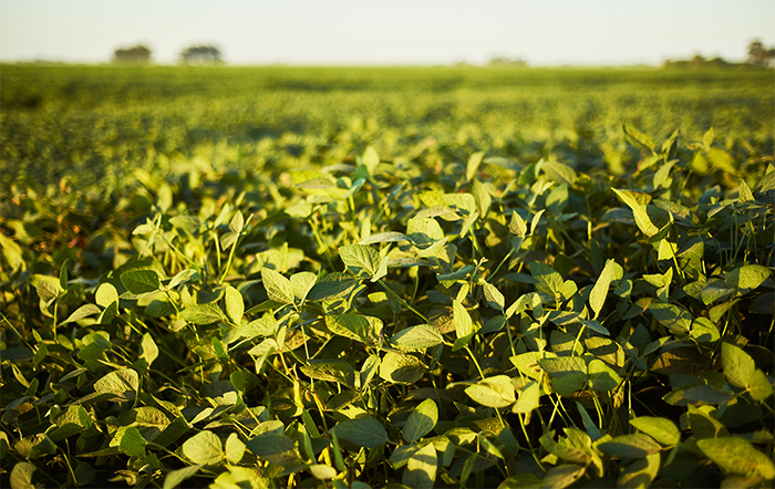 Ministério da Agricultura estende prazo de plantio de soja em Mato Grosso