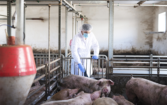 Suínos: Reação mensal dos preços do animal esteve associada ao aumento da demanda pela carne suína