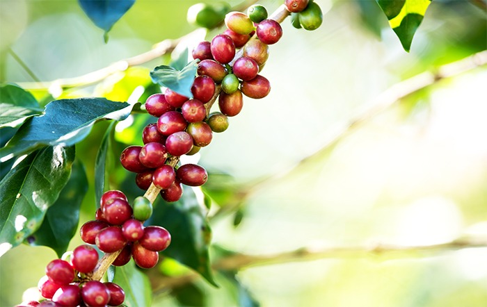 Clima mais favorável e bienalidade positiva indicam uma produção estimada em 58.08 milhões de sacas de café
