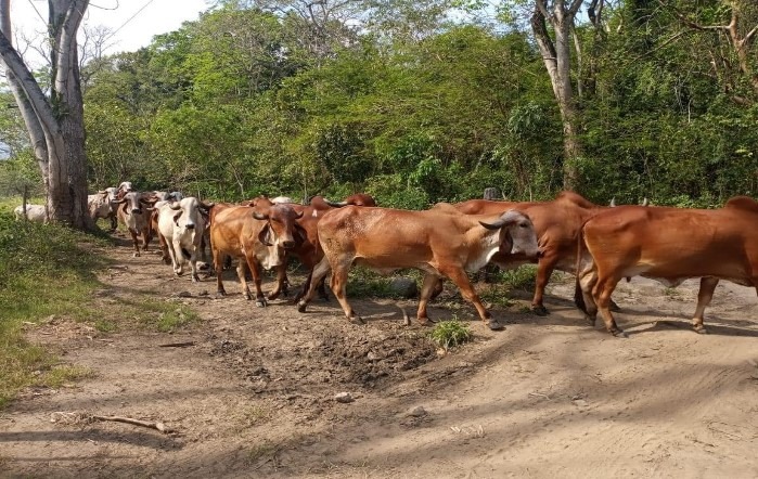 Com apoio do Brasil governo de Honduras vai diversificar genética bovina