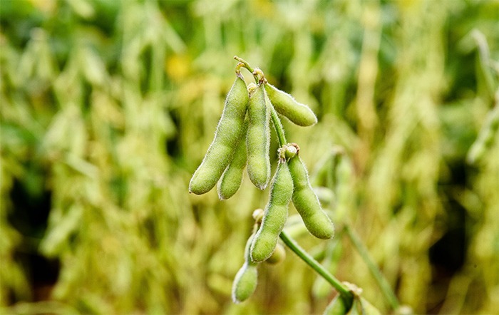 Rabobank estima aumento de área plantada de soja e da safra em 2024